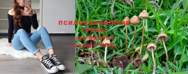 шишки Аркадак